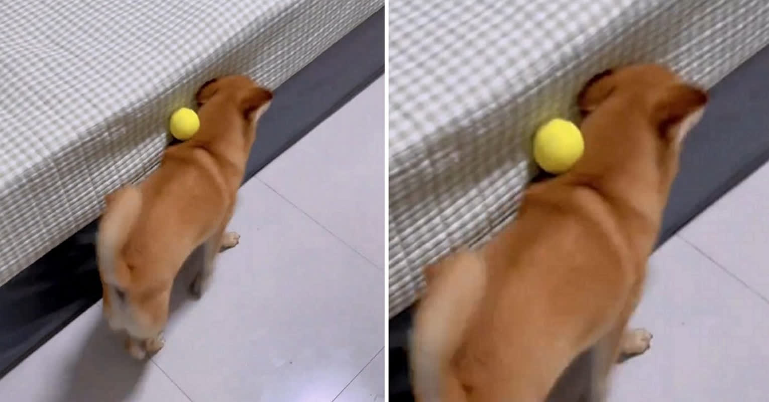 5分間も動かず一点を見つめる愛犬の姿に、家族が思わず吹き出した理由とは？