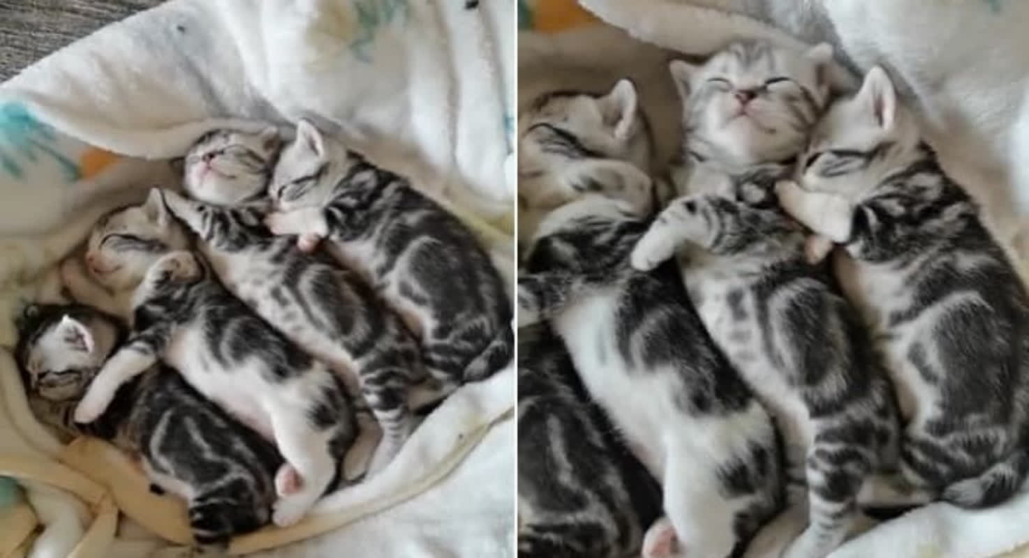 Meet the Tiny Kitten Acting as a Bodyguard for Its Sleeping Siblings
