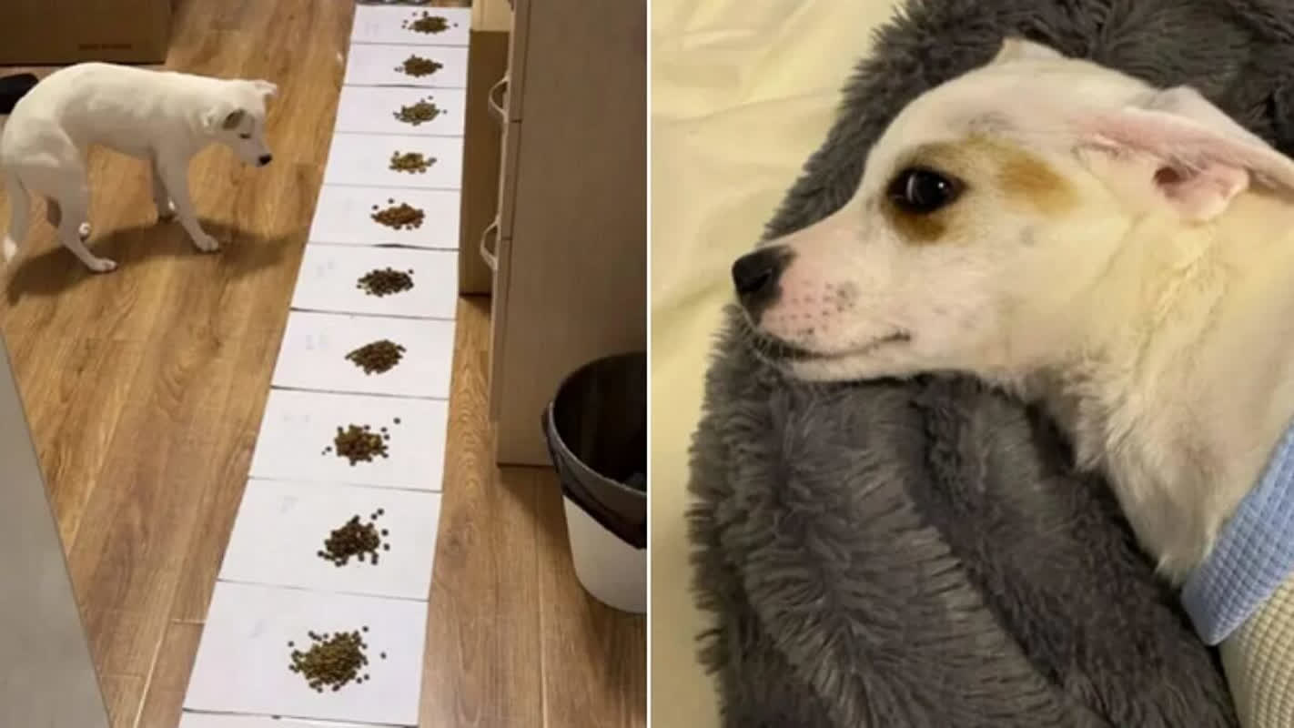 11種類のフードビュッフェを実施――偏食の愛犬が見せた驚きの反応と、判明した衝撃の事実