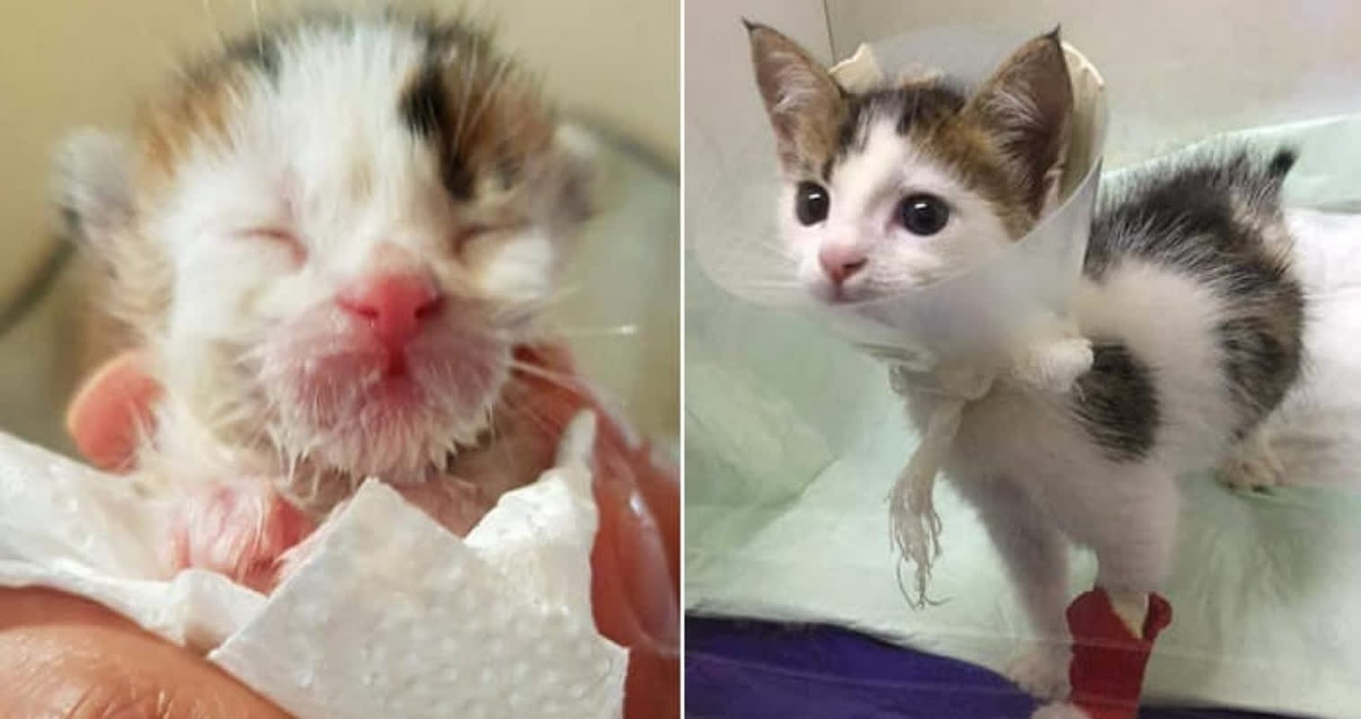 A $225,000 Rescue: How This Trash Bin Kitten Became a Rare Miracle
