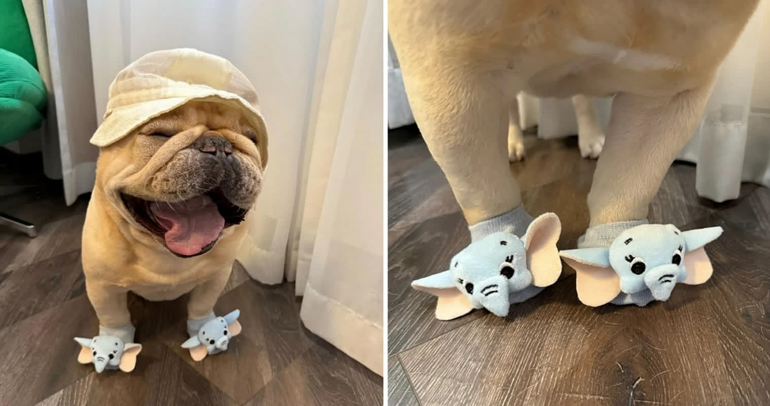 この犬、コウモリ靴で絶体絶命の可愛さ！みんなが虜に