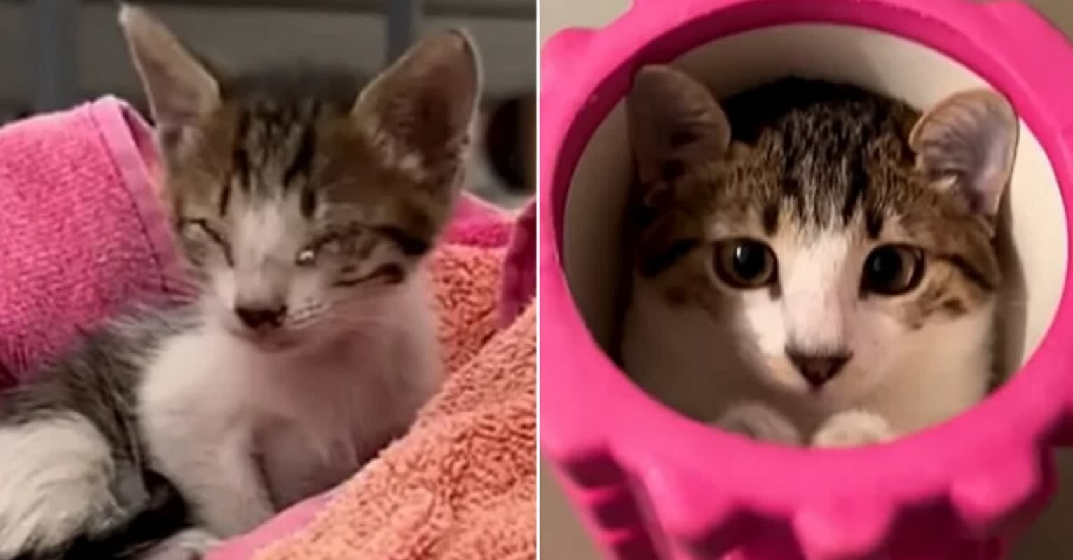 He Only Planned to Find the Kitten a Home—Then It Changed His Life