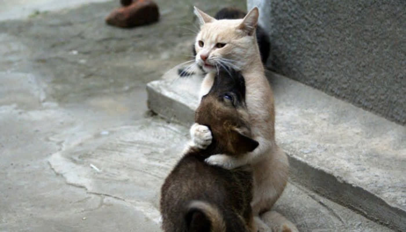 A Scared Puppy Just Needed Warmth—And This Cat Stepped Up