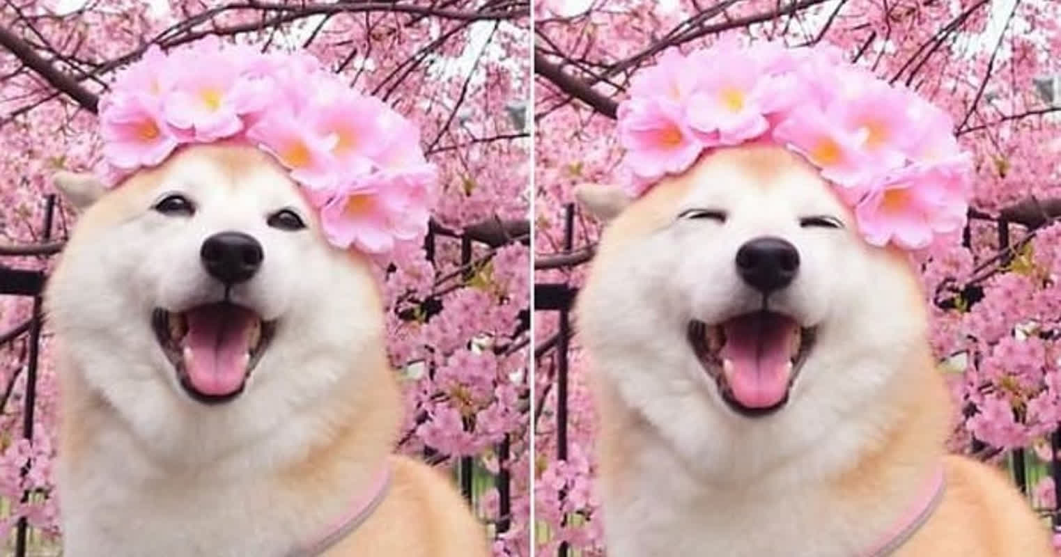 「世界を手に入れた表情」散歩中の愛犬がまさかの反応――母が贈った花冠の秘密