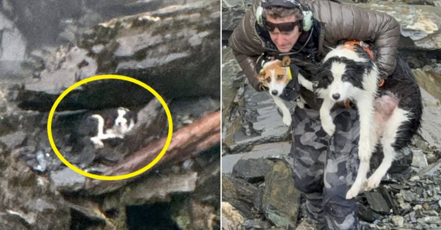 54mの断崖下に放置された愛犬――一週間、主人の遺した場所で待ち続けた理由