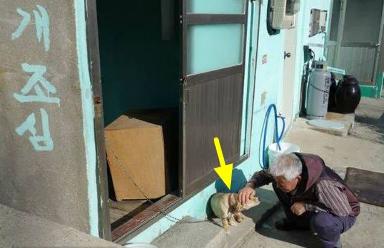 「犬注意」の看板に隠された意外な真実――威圧感の正体とは？