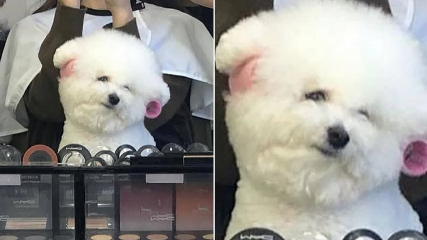 Caught Mid-Perm: The Sassy Dog Taking Over the Internet