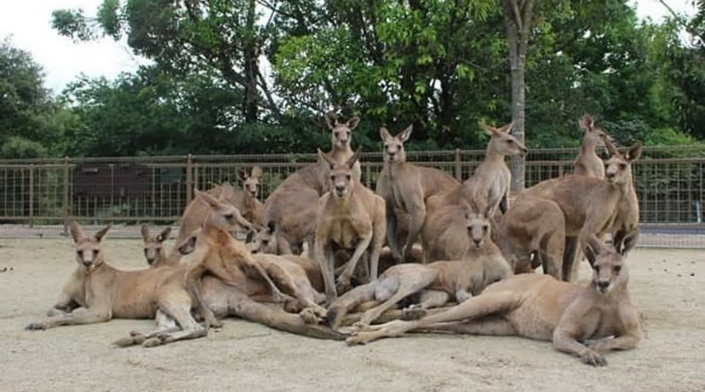 These Kangaroos Are Going Viral for Their Perfect K-Pop Idol Poses