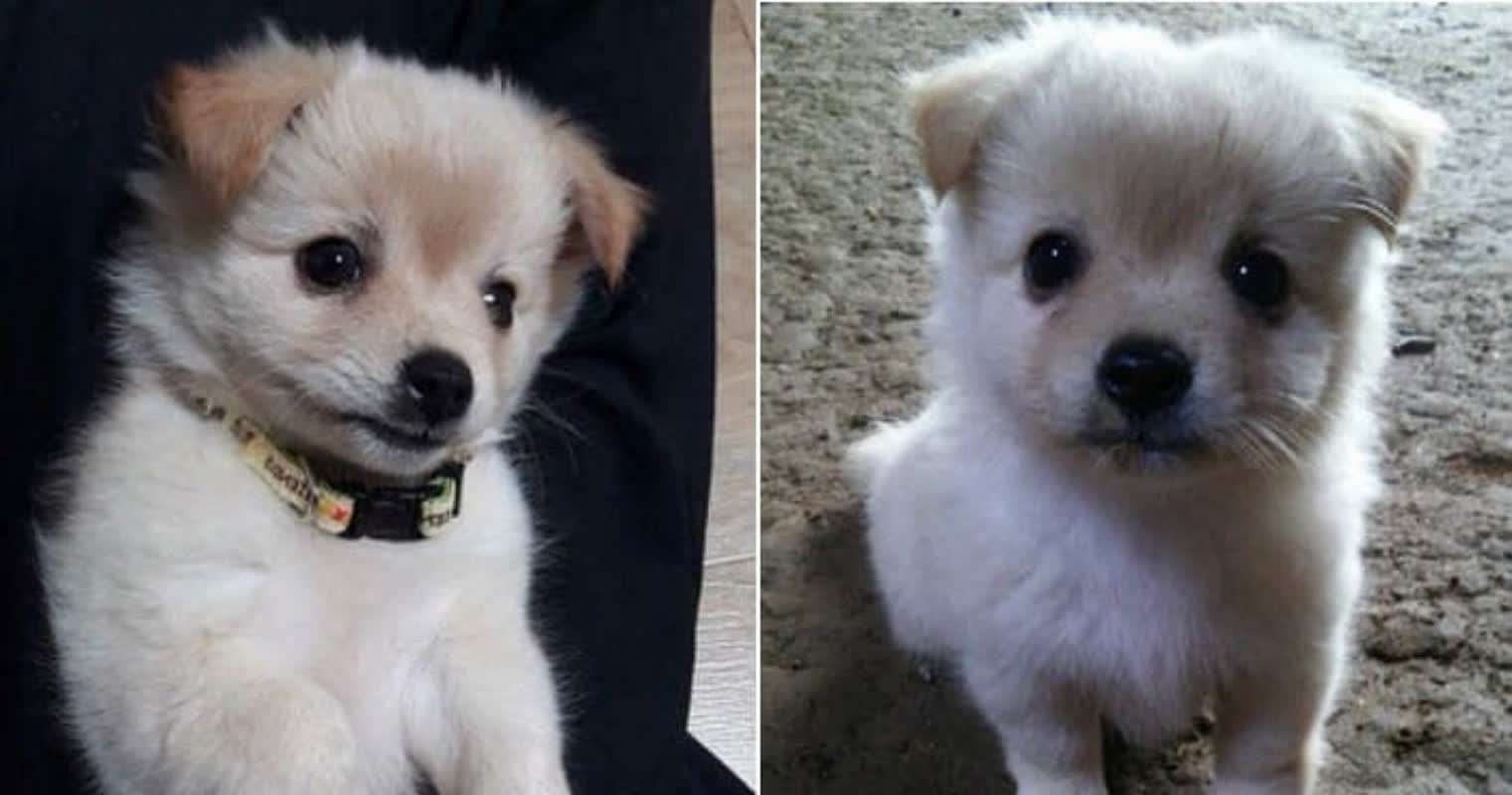 5 Miles Through Rough Terrain: The Puppy That Walked Home to Its Family
