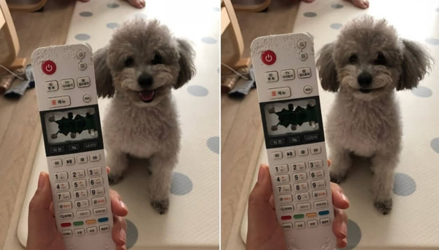 This Dog’s Unbelievable ‘Guilty’ Smile Is Melting Hearts After Destroying a Remote