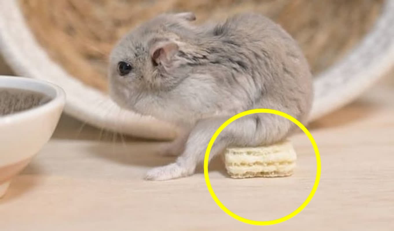 「ネズミは気持ち悪い！」と断言した毒舌な母が、思わず写真を送ってきた理由とは