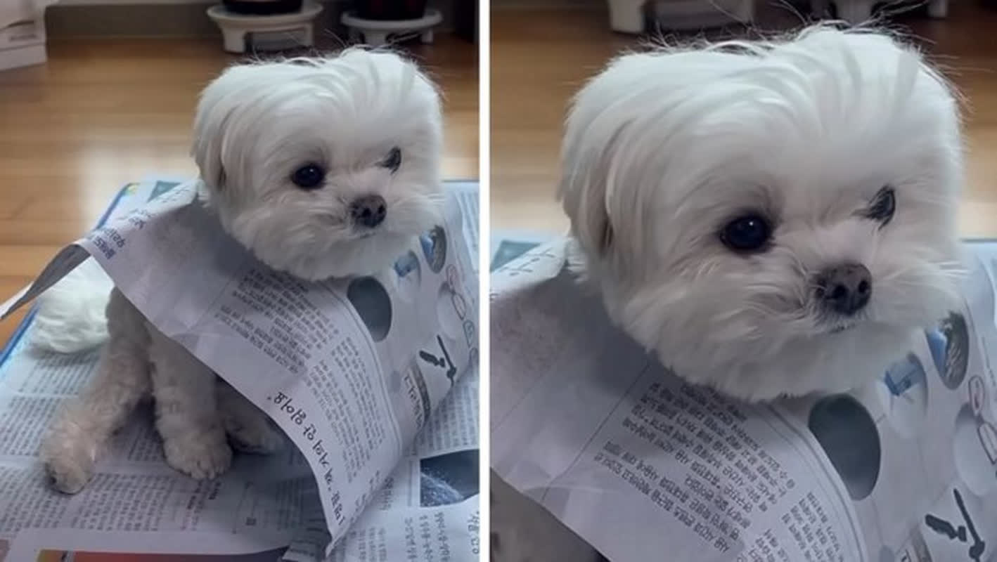 新聞紙のエプロン姿で待機中？チヂミ作りを助けようとした愛犬の意外な姿