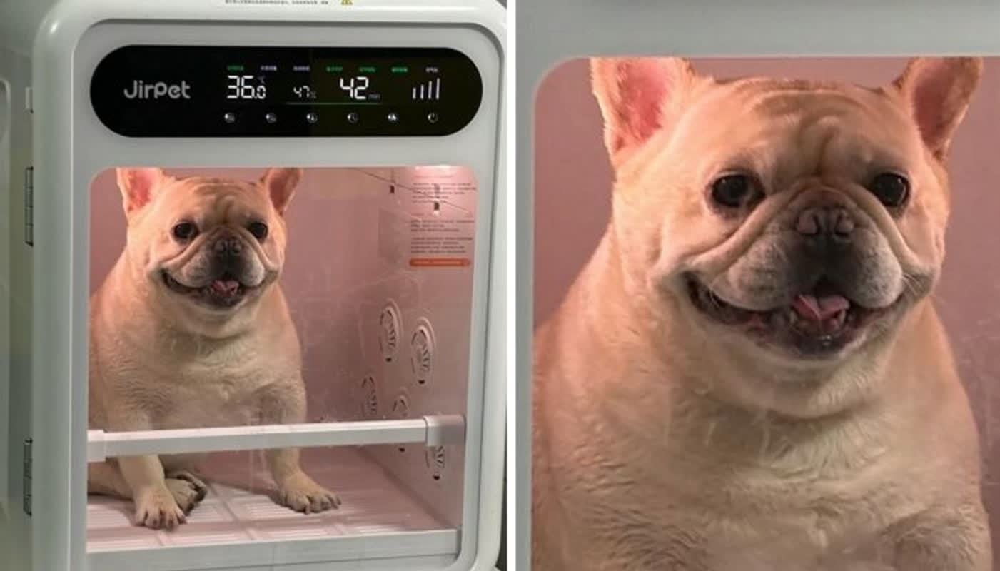 まさかの反応！？初めての「ペットドライルーム」で犬が見せた驚きの表情とは