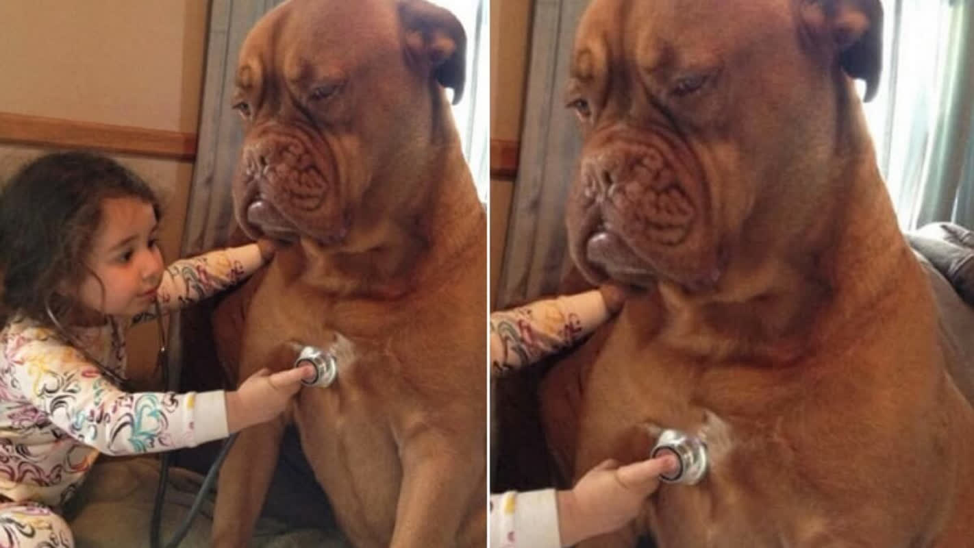 Why This Dog’s Uncanny Stillness During a Child’s Game Is Moving Millions
