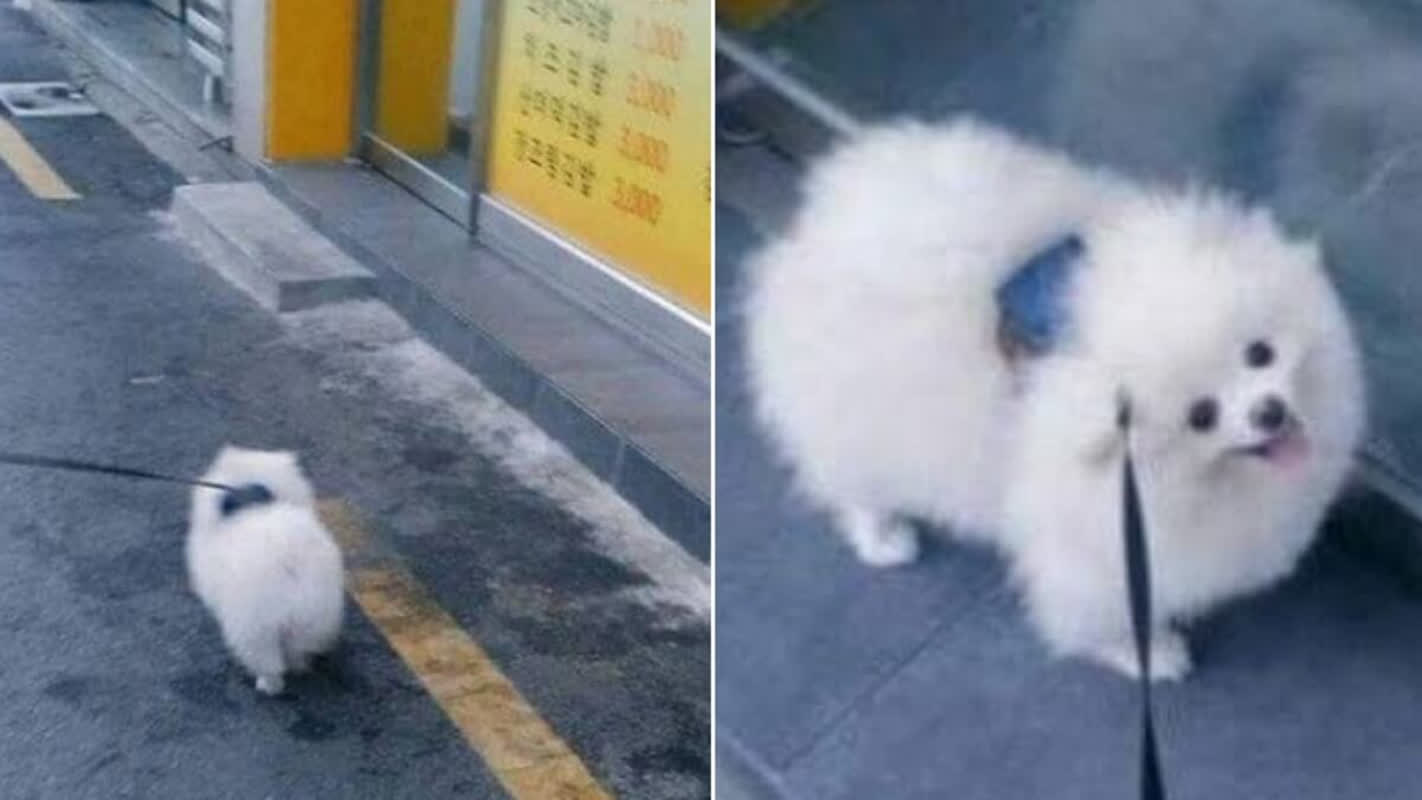 匂いではなく「言葉」が理由？散歩のたびに韓国のキンパ屋へ突進する白い犬の秘密