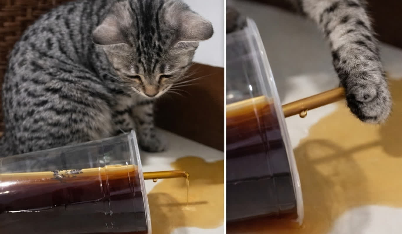 Is This Cat a Genius? The Viral Coffee Spill Story That’s Melting Hearts