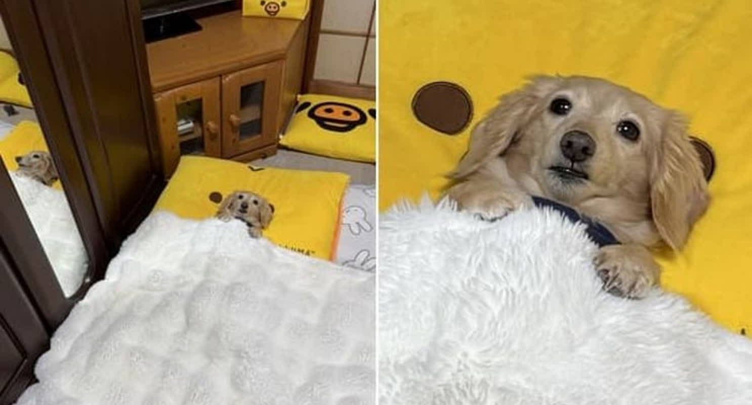 Her Husband Was Always Indifferent to the Dog—Until This Happened