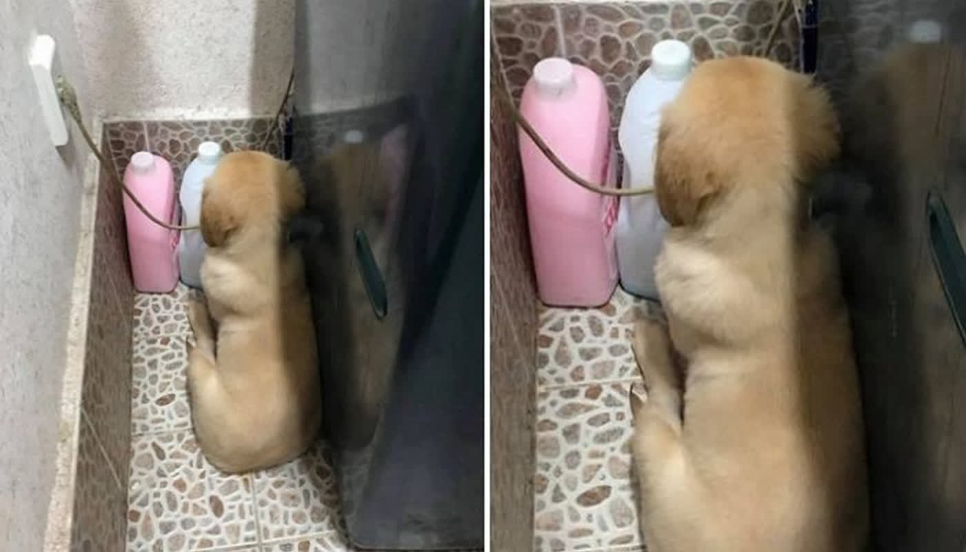 「本当に傷ついた」壁に向かって拗ねる愛犬の姿が可愛すぎる！飼い主を悶絶させた意外な行動とは