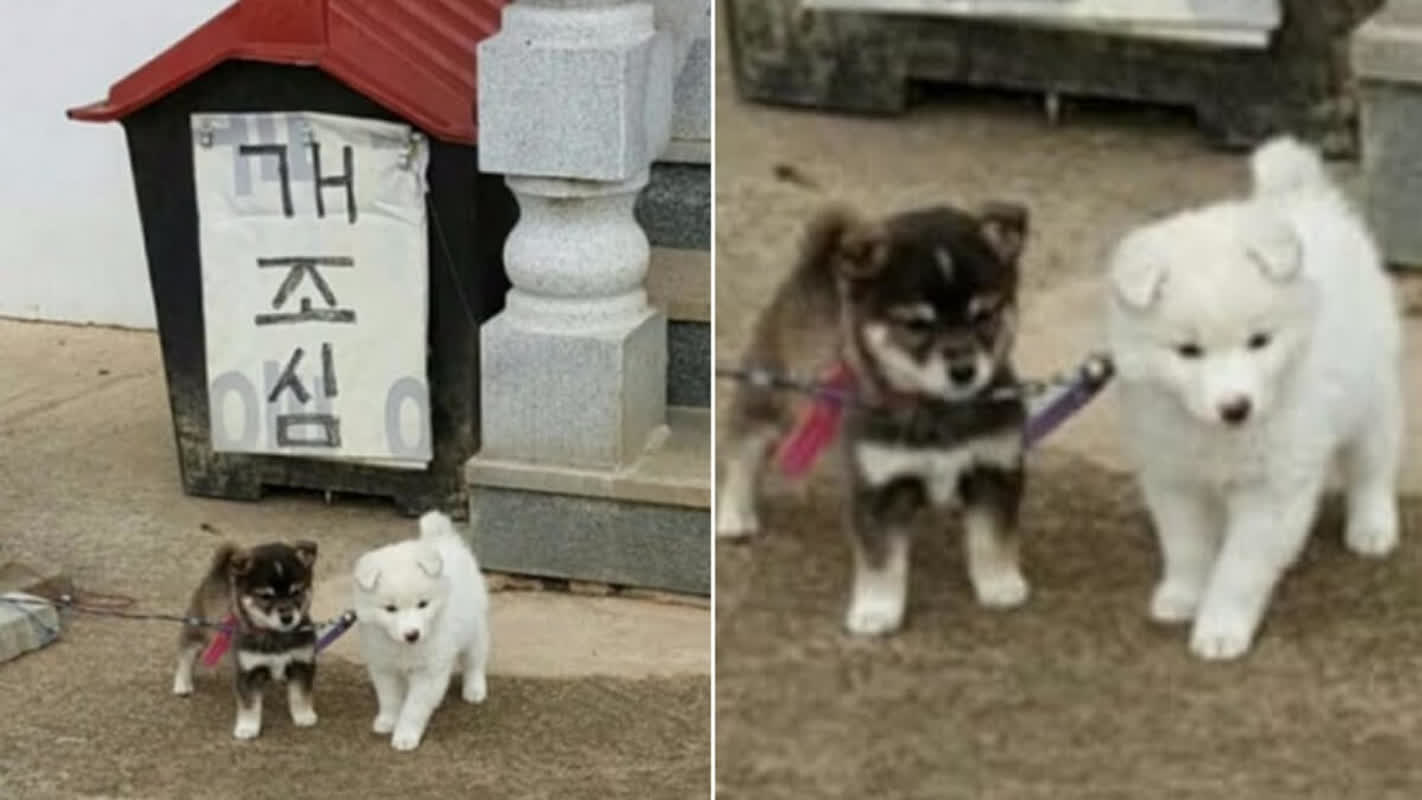 門に貼られた「犬注意」の警告文が衝撃的な理由――現れたのは凶暴な猛獣ではなく…