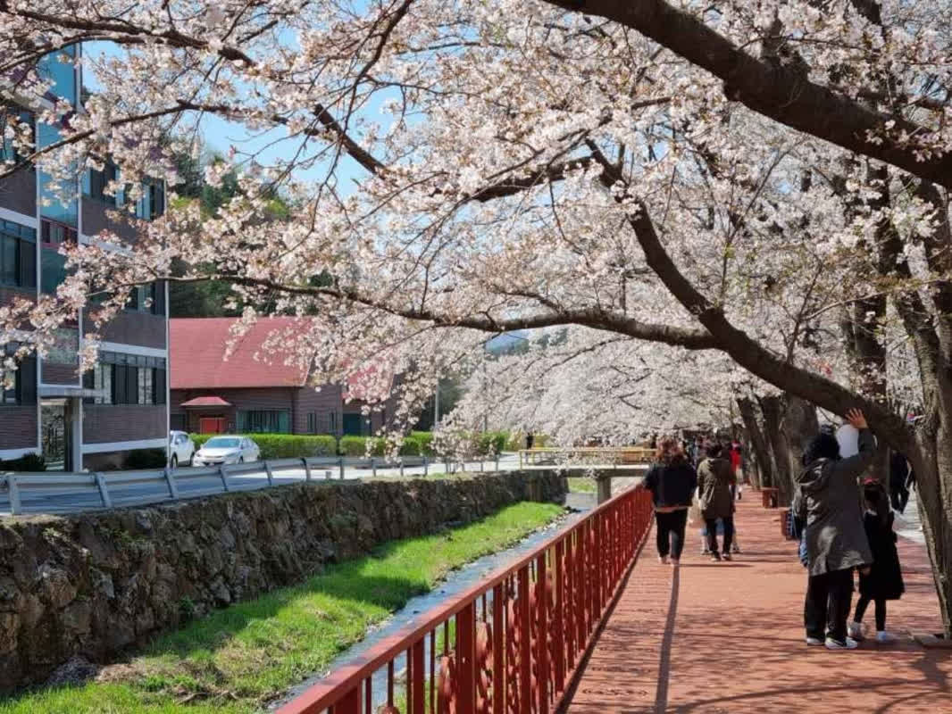 桜を見逃した人への救世主？韓国ガピョンの「エデン桜道」が遅咲きの理由とは