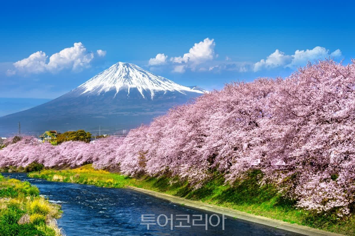Japan’s Cherry Blossom Trend Is Shifting: Why Travelers Are Skipping Cities
