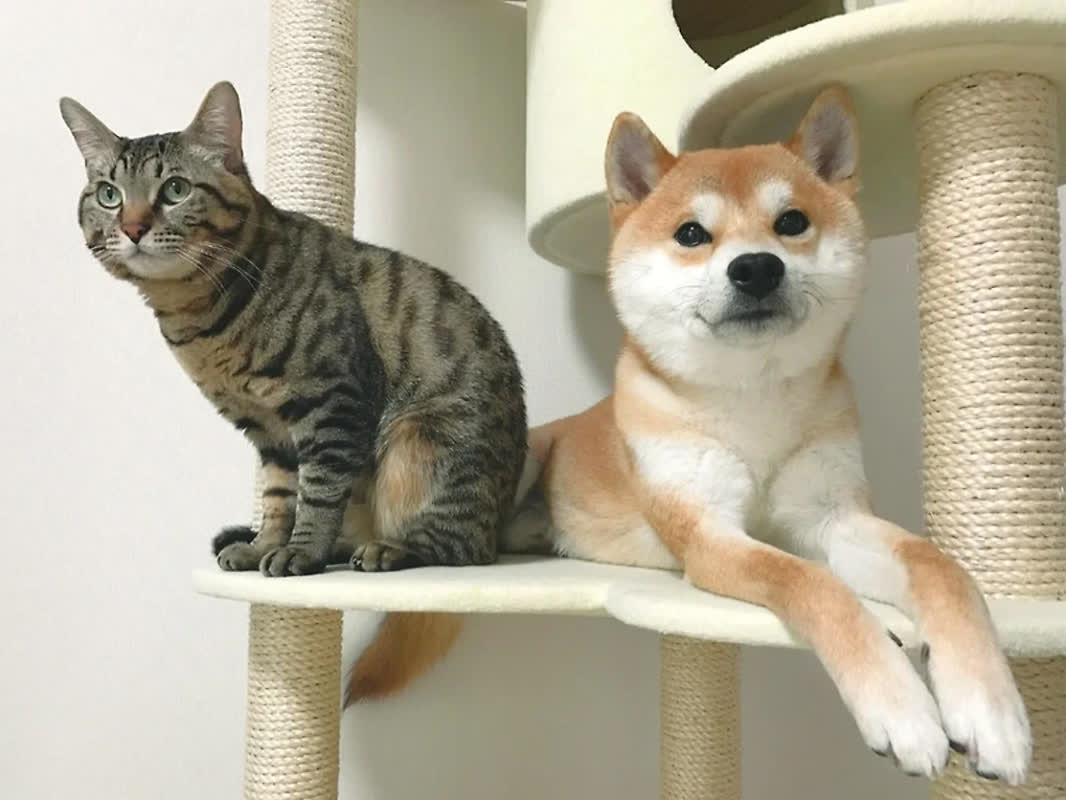 The ‘Boss’ Shiba Inu: Meet the Dog Hosting Daily Meetings with Local Cats