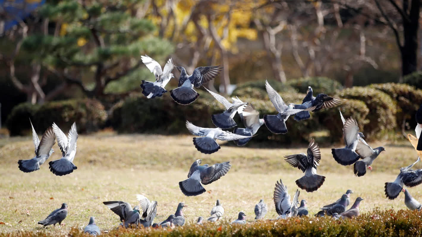 最大100万ウォンの過料も――ソウルで鳩への餌やり禁止が厳格化、その背景とは