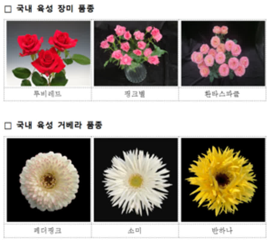 Transform Your Space: Top Flower Interior Trends for May 2026