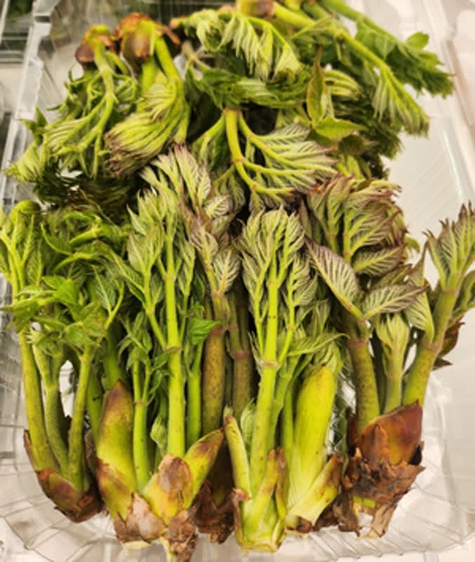 春の恵み！山菜祭りが開幕