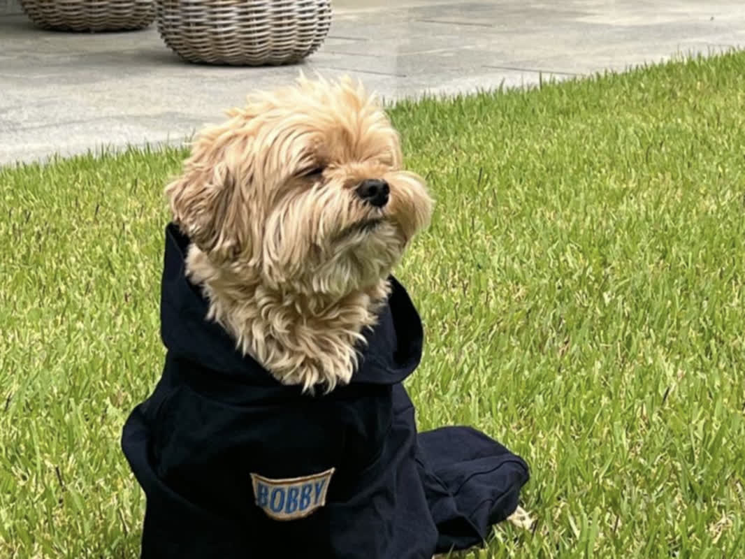 イジェミョン大統領が愛犬バビを披露！インドネシア大統領から贈られた新しい服を着て