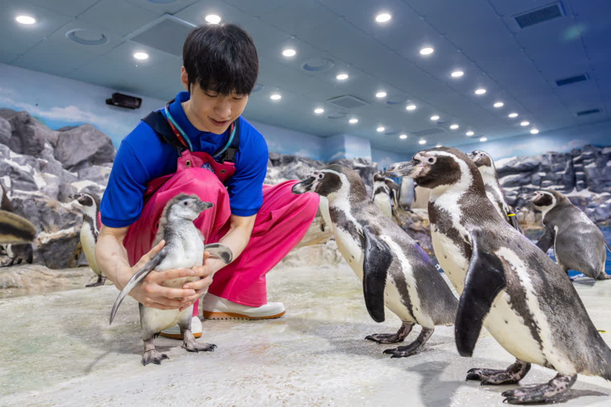 絶滅危惧種の命が誕生！韓国ロッテワールドで公開された、ペンギンの赤ちゃんに注目が集まる理由