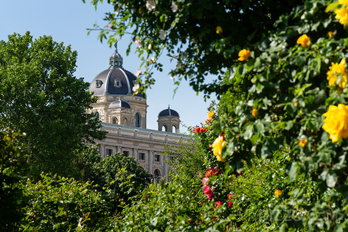 Discover Vienna’s Culinary Gems: From Historic Taverns to Michelin 3-Star Dining