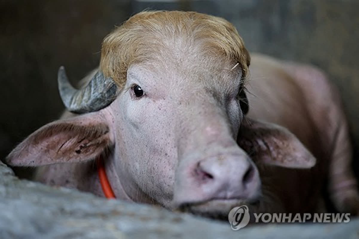 トランプ氏に酷似！？SNSで話題の「金髪水牛」が屠殺の危機から救われた理由