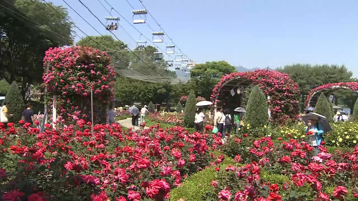 まるで欧州の庭園？ソウル大公園のバラ園が「不思議の国のアリス」に激変した理由