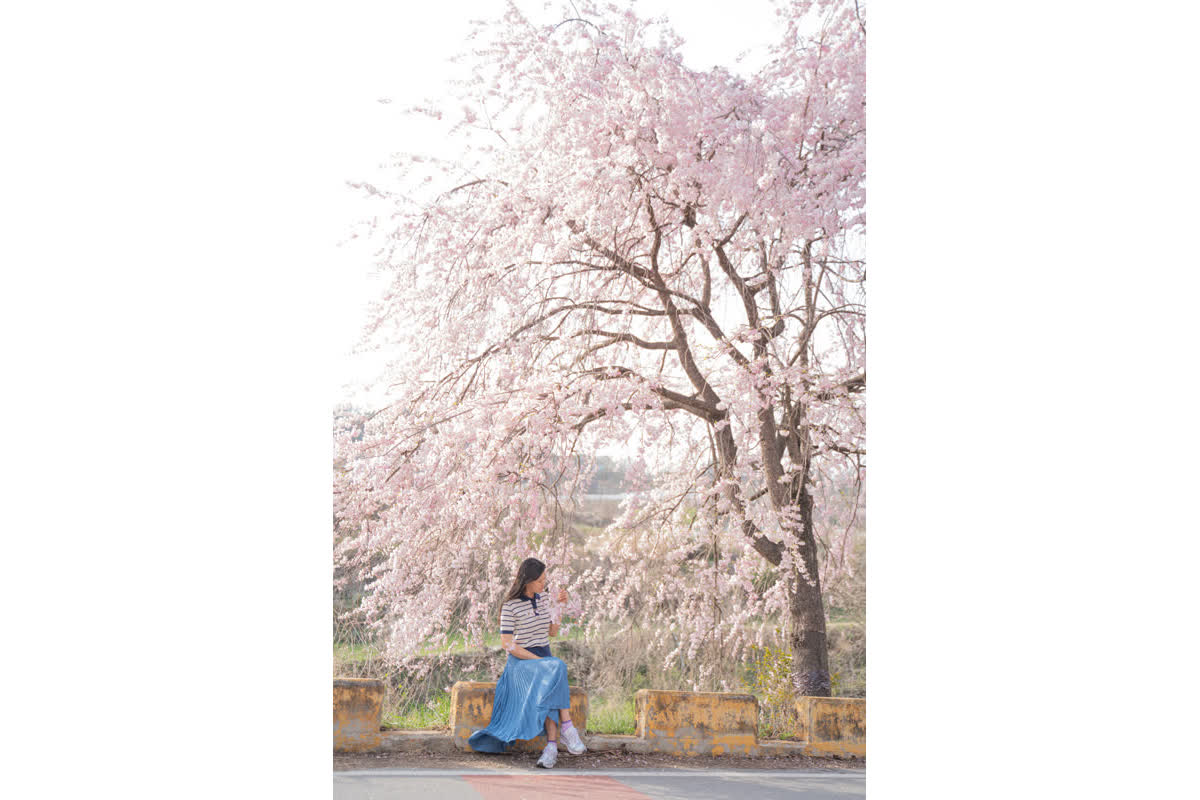 観光客が自ら宣伝！春の花見イベントの成功