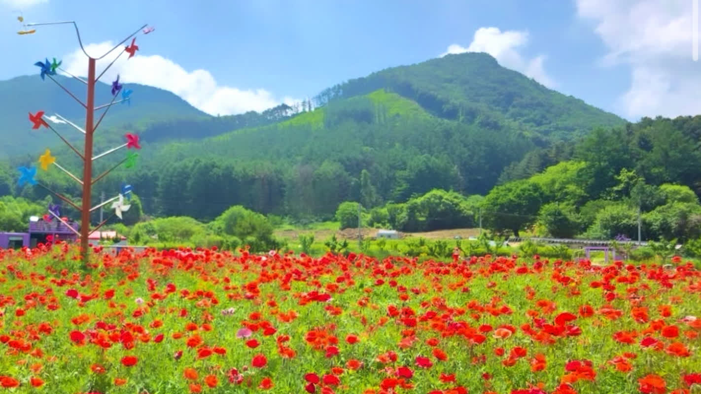 わずか300坪から1万3千坪の奇跡へ――韓国・江原道の小さな村が「春の花の聖地」に変わった理由