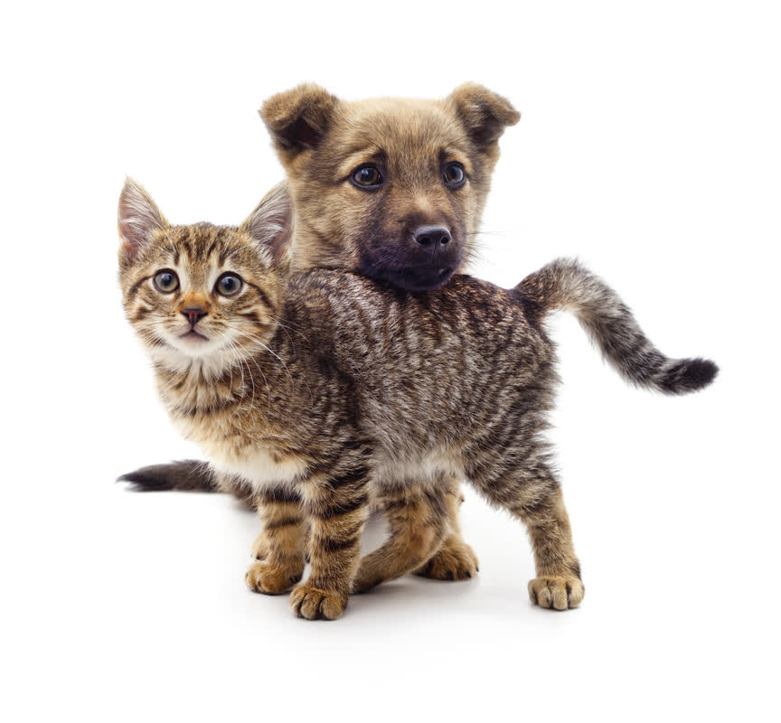 反犬時代到来！猫が都市の新しいパートナーに
