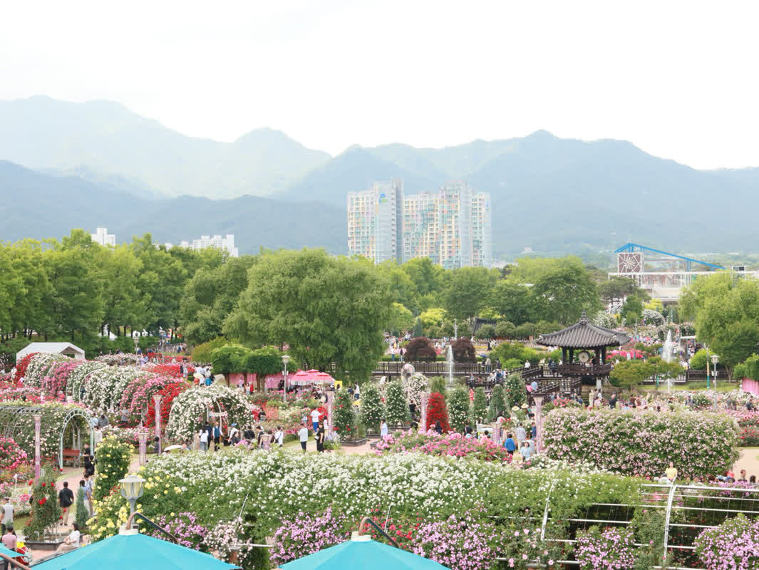 わずか4日間で13万人突破！韓国・曲成のバラ祭りが昨年を大幅に上回る熱狂の理由