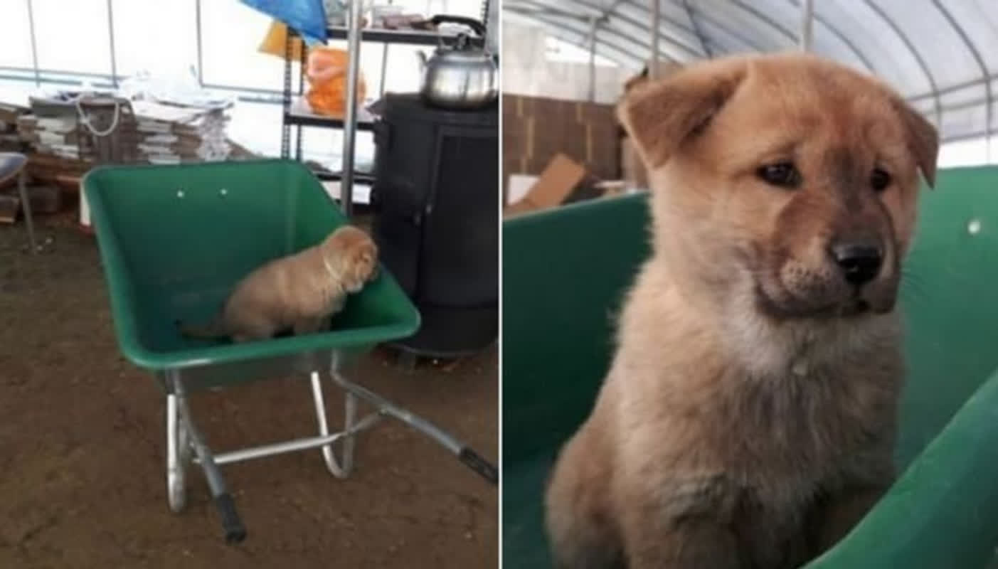 A Grandfather’s Secret to Keeping His Puppy Happy While Working
