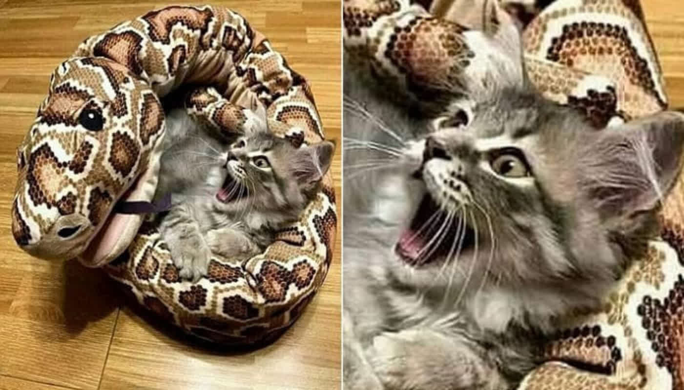 愛猫へのプレゼントが恐怖の罠に？蛇型クッションを用意した飼い主の予想外の結末