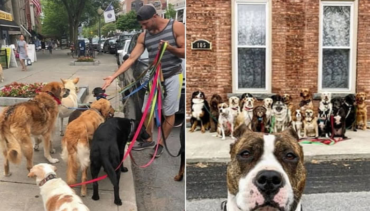 20匹の犬が整然と一列に！米国のプロ散歩屋が魅せる驚愕の光景と技術