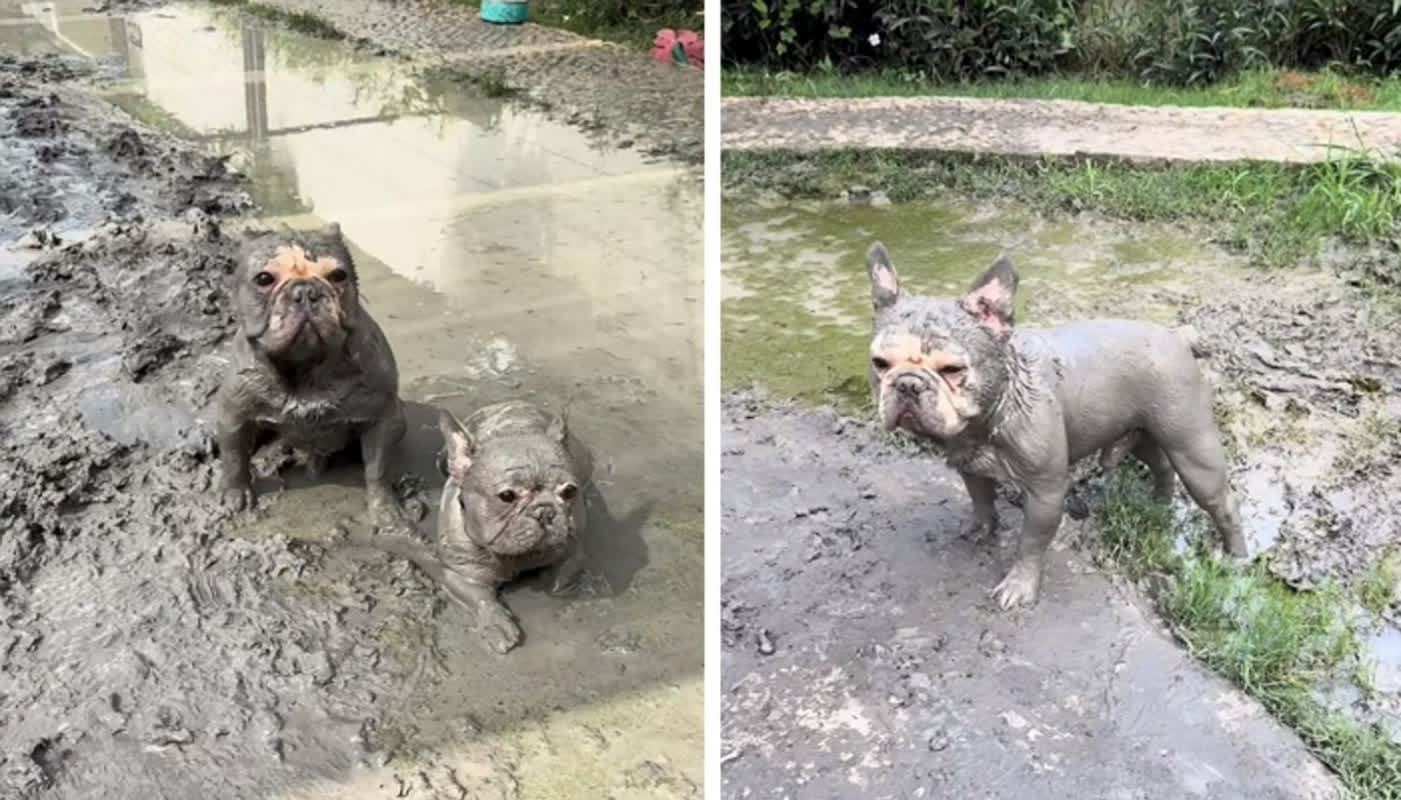 A Husband’s Quest for Brownie Points Ends in a Total Dog Disaster