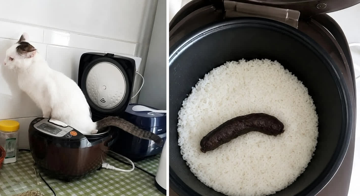 猫の衝撃！ご飯釜の悲劇とは？