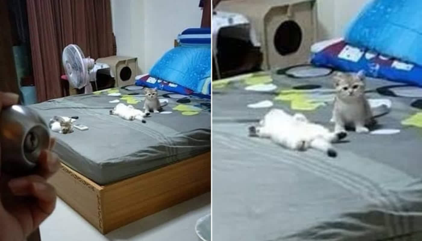 Why Your Cat Might Be the Real Owner of Your Home: A Butler’s Hilarious Encounter