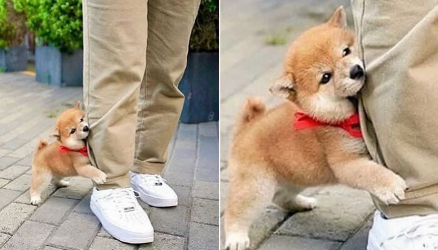 このシバ犬、絶体絶命の可愛さ！