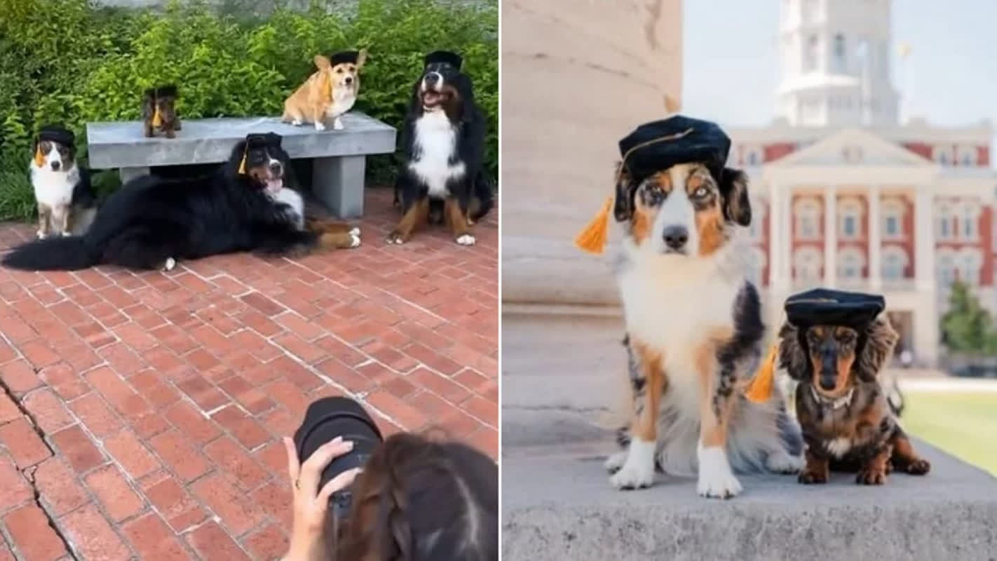 5 Dogs in Graduation Caps Are Stealing the Spotlight at Vet School