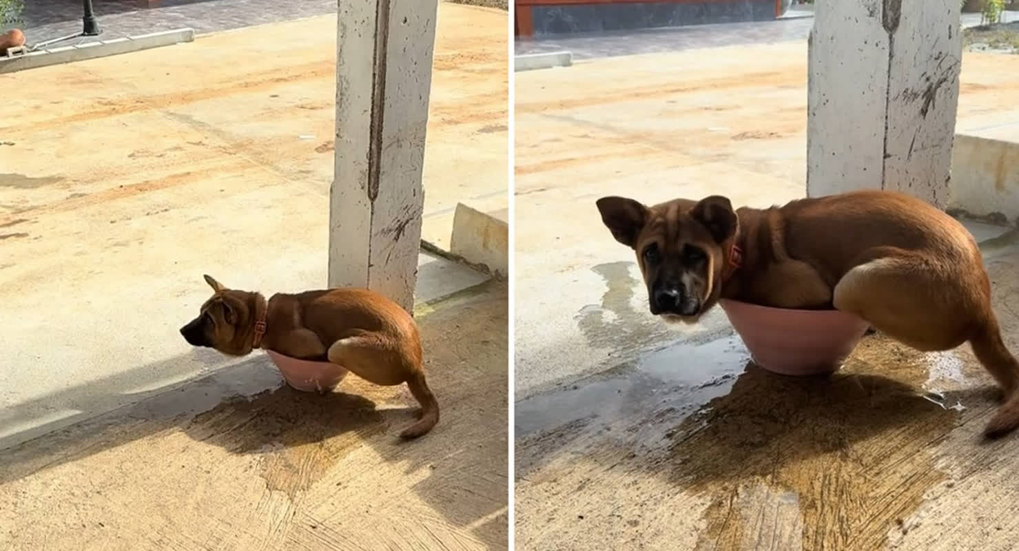 This Dog’s Hilarious Way of Beating the Heat Is Going Viral
