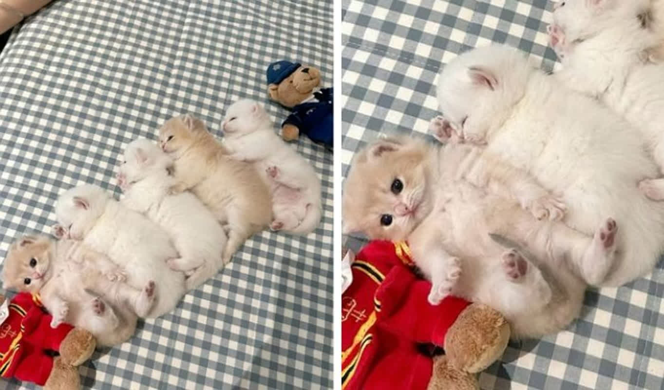 One Kitten Refuses to Sleep: The Viral Nap Time Photo Melting Hearts
