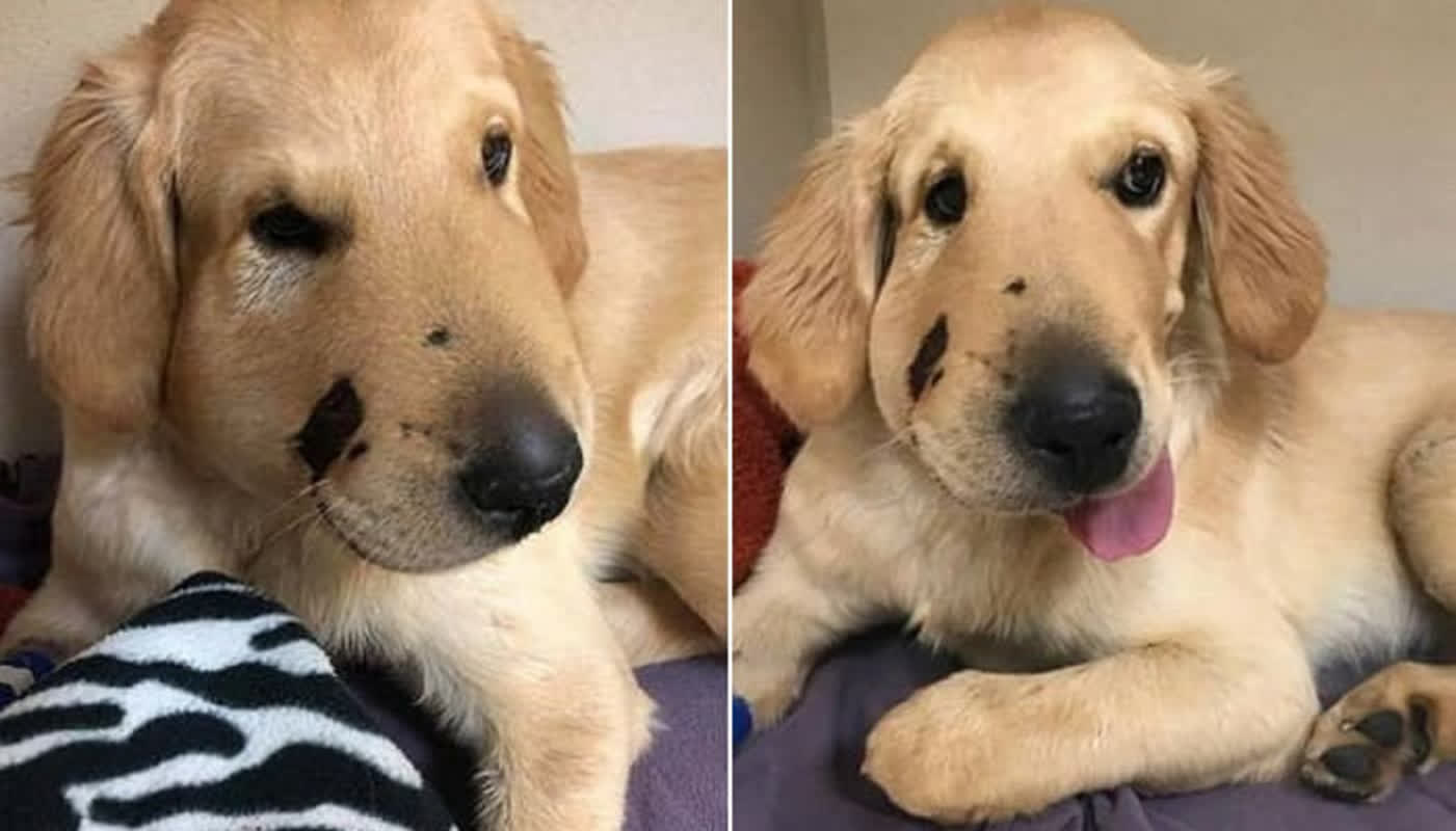 忠犬トッド、主を守るために蛇に立ち向かう！