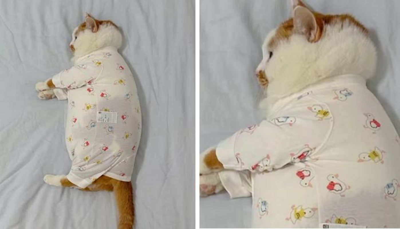 「人間の赤ちゃんに見える！」捨てられなかったベビー服を猫に着せた結果が可愛すぎる